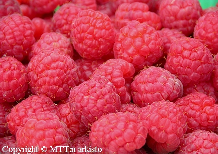 Rubus idaeus 'Takalan Herkku'